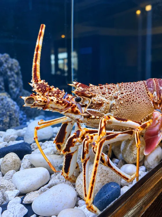 A live spiny lobster on pale pebbles in the restaurant tank, its antennae raised
